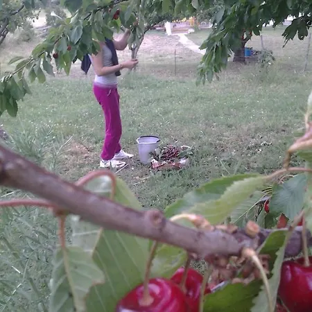 Persichitti *